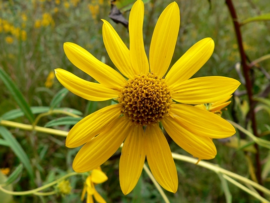 {Helianthus verticillatus}